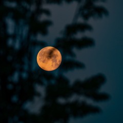 Pasha Plohoy - ROSHI (prod. by $anfak + uglykiddeth_UVXkXEJogIs)