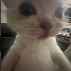 개하이플리