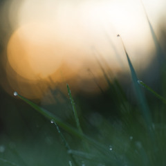 Wilderness