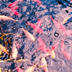 Holographic Pace - Mix