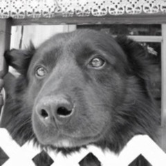 Black Dawg Blues (Mojo)