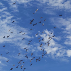 FEELING FREE