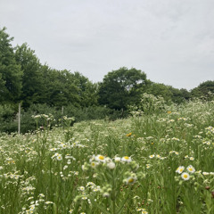 겨울 나비 (Winter Butterfly)