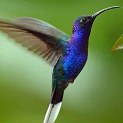 Colibríes