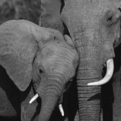 Jacob Tillberg - ELEPHANT (Orchestral) [unreleased Archives]