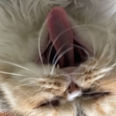 Melawan Dunia - RAN (Mini Cover)