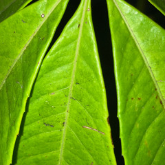 Plant Music - Kapok