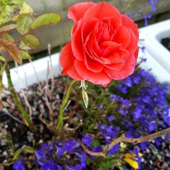 Owly- Reincarnation [Free Download]