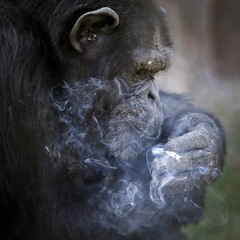 chimpanzee smoking @ brooklyn zoo