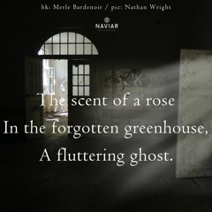 haiku #483: The scent of a rose / In the forgotten greenhouse, / A fluttering ghost.