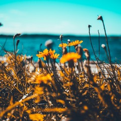 Stranizza d'amuri - Franco Battiato