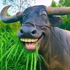 Em cố trăm lần 3AM_Official Remix hot tiktok