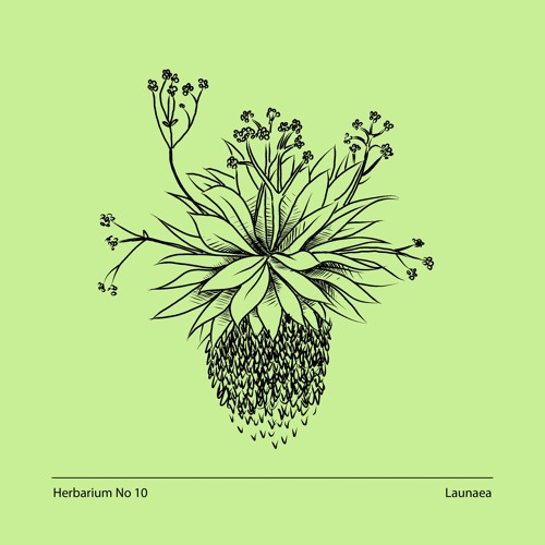 Herbarium No 10 - Launaea - Espeletia