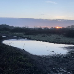 Knepp Soundscapes #21 - The early spring dawn chorus
