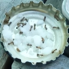 BORAX