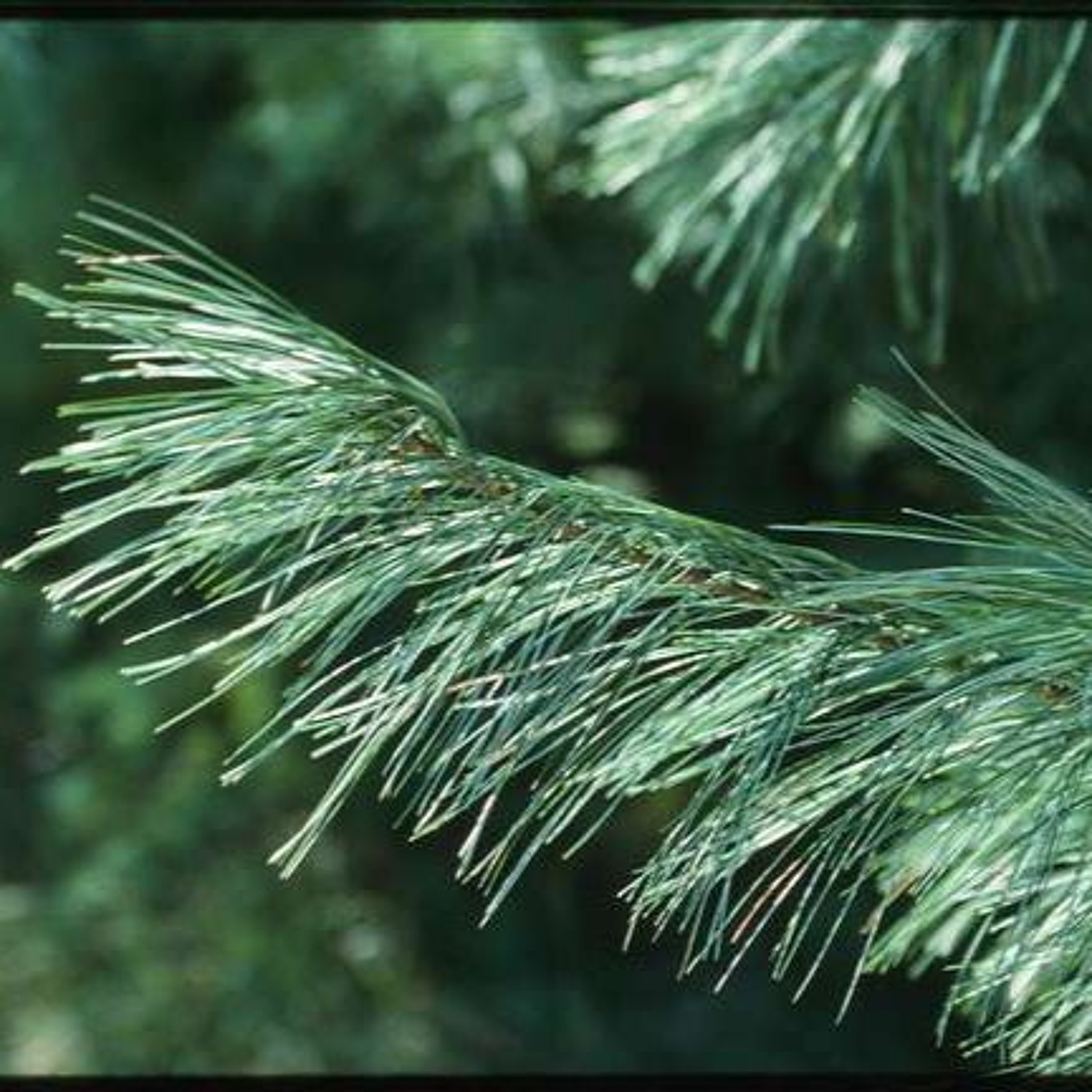 White Pine Therapy Workshop