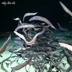 eels (p. 06brick)