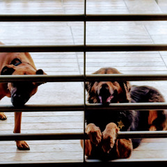 Amargura Resplandeciente