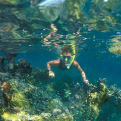 Best Key West Florida Snorkeling Spots Prices Reviews