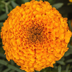 Marygold