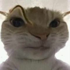 sadboiyeudoi
