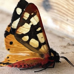 A Swarm Of Butterflies Encountered On  w/ Acrartep & Lashamenna (04/10/24)