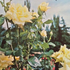 GARDEN PART 1