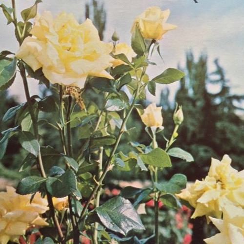 GARDEN PART 1
