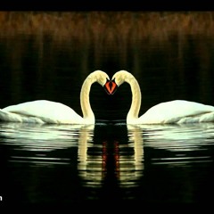 Saint Saens - The Swan(s)