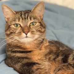 Ice Man (feat. Canela & The Magnificent)