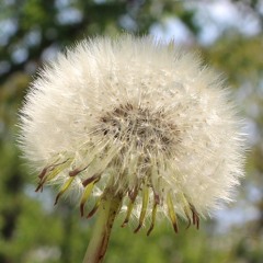 Flower Moon