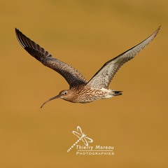 Vol de parade du courlis cendré