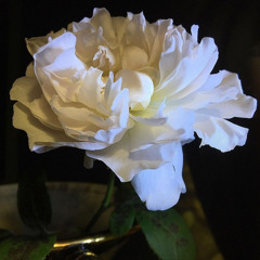 𝑚𝑜𝑚𝑒𝑛𝑡𝑠 𝑡𝑜 𝑟𝑒𝑚𝑒𝑚𝑏𝑒𝑟