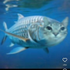 MONTAGEM EGIRATOR SEINSADO