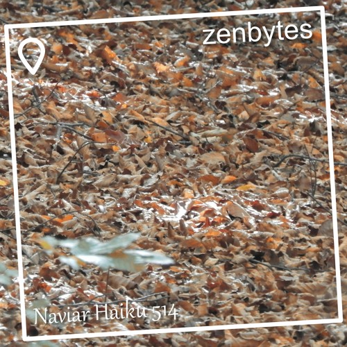 fallen blossoms - Naviarhaiku 514