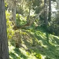 the sounds and smells of outside