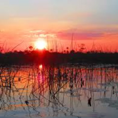 Swamp Style I
