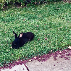 ode to the mets (strokes cover)