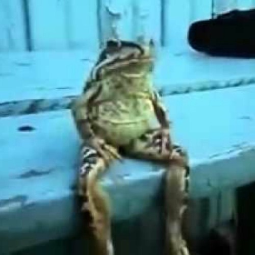 froge