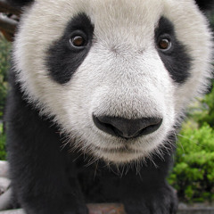 panda prod muddd