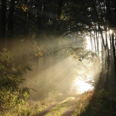 Guide - Forest of Mist