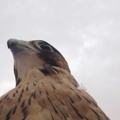 شيلة اللابة اليامية