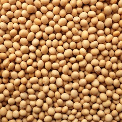 Soy