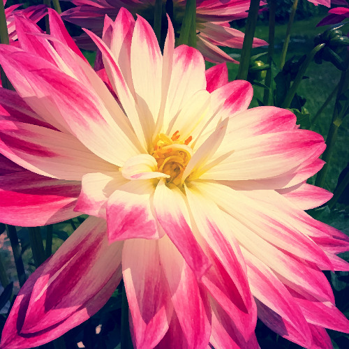 I'll make flowers bloom in the hell (TURTLE CHALLENGE)