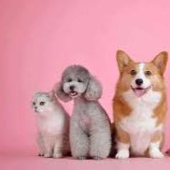 24.03.2025 = LEVANTAMENTO REVELA ELEVADO NÚMERO DE PETS NO BRASIL
