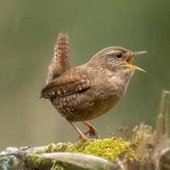 Wren taking the scene