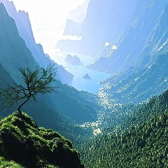 #FOREST#
