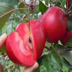 Red Apple