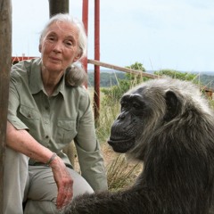 Os Gorilas, Jane Goodall, Florestas e a Pandemia