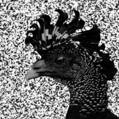 Lysergid: Choral des Curassows